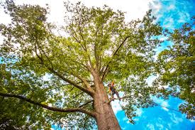 How Our Tree Care Process Works  in  Copper Canyon, TX